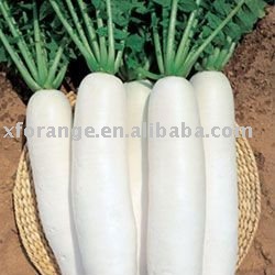 Chinese white radish products,China Chinese white radish supplier