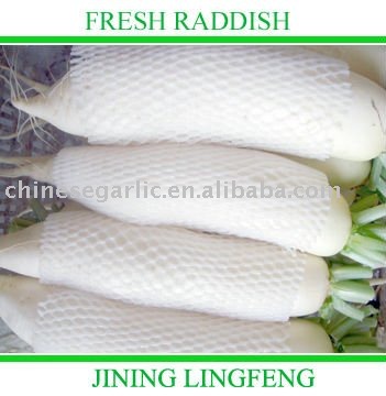 FRESH WHITE RADDISH