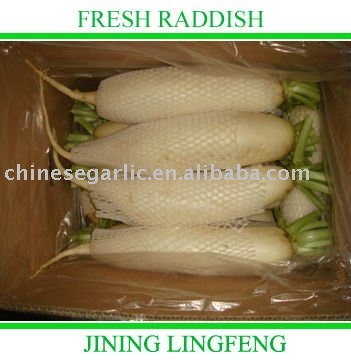 FRESH CLEAN WHITE  RADDISH 