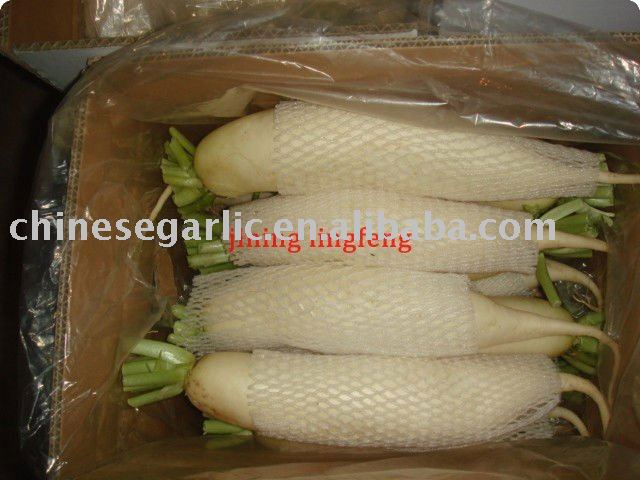 2011 chinese larger normal white radish,China LINGFENG price supplier ...