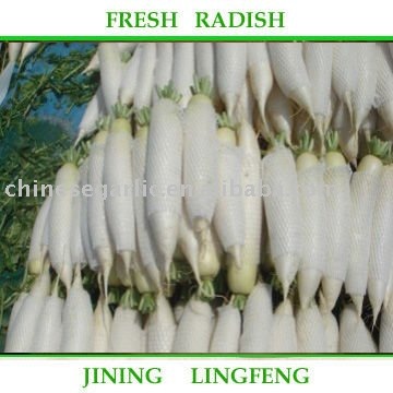 2011 chinese good long white radish