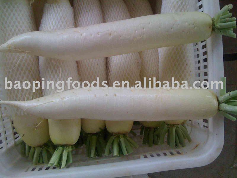 fresh turnip in caton packing,China as your request price supplier - 21food