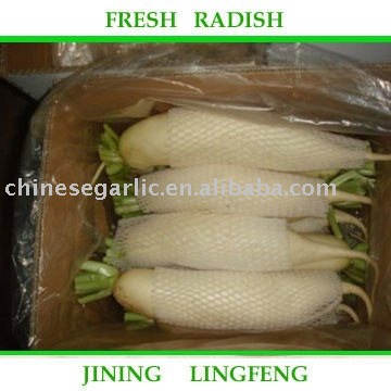 2011 chinese long good  white radish