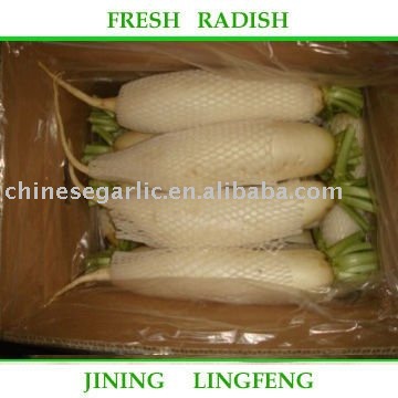 2011 chinese good new white radish