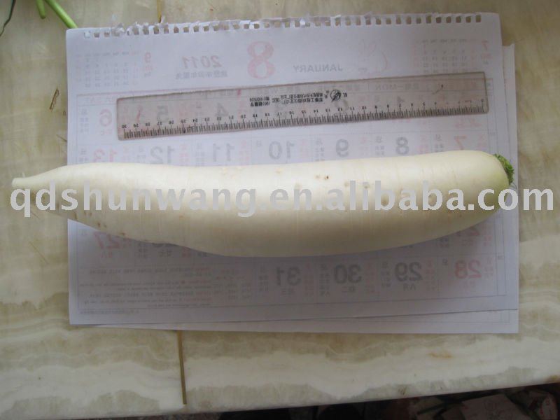 large supply good quality fresh radish