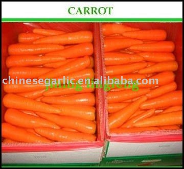 chinese  fresh larger1 50g- 250g red carrot