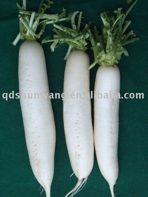 supply 2011 fresh white radish with competitive price
