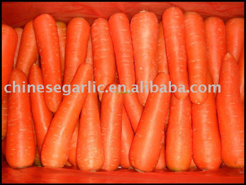 chinese  fresh new 150g-250g red carrot