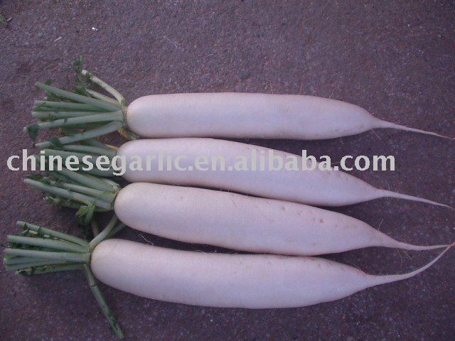 Chinese white radish products,China Chinese white radish supplier