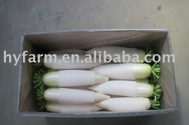 Chinese white radish products,China Chinese white radish supplier