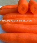 Shandong Jinghao Fresh Carrot