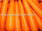 CHINESE FRESH CARROT 2010