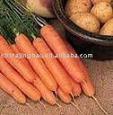 100g Fresh Carrot Good Quality