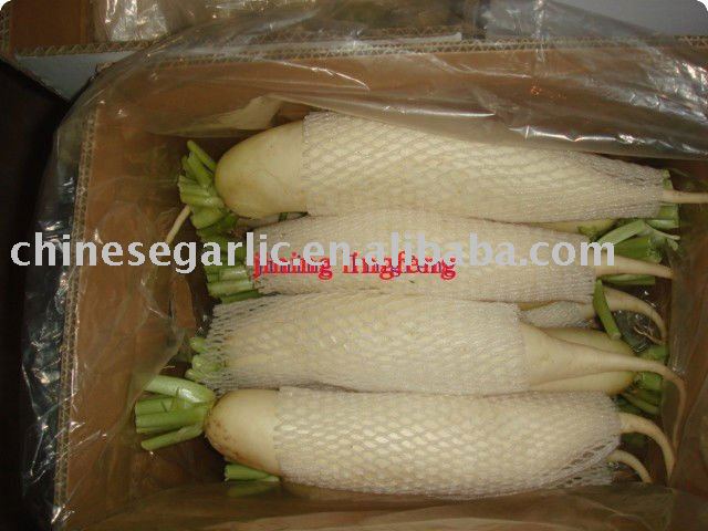 chinese new  500g-1000g white radish