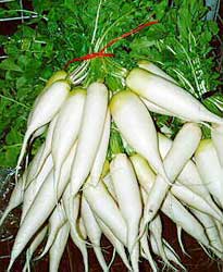 Cameron Highlands Fresh Radish