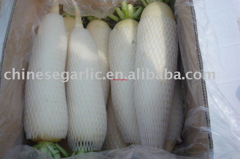  chinese   radish 