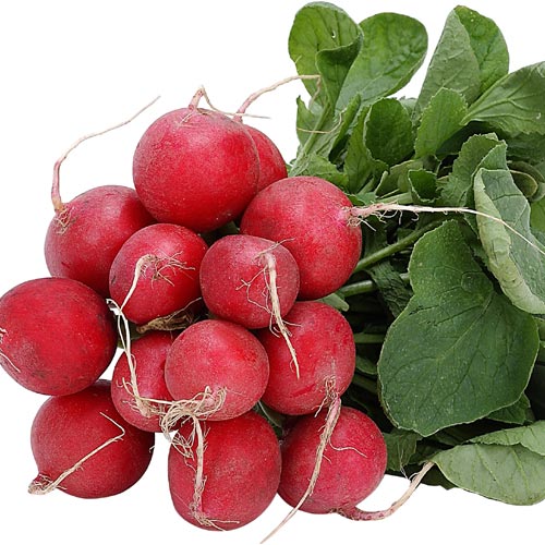 radish