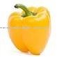 YELLOW CAPSICUM