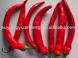 fresh chili