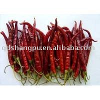 red  chilli
