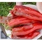  Red   Chilli 