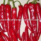 fresh red chili