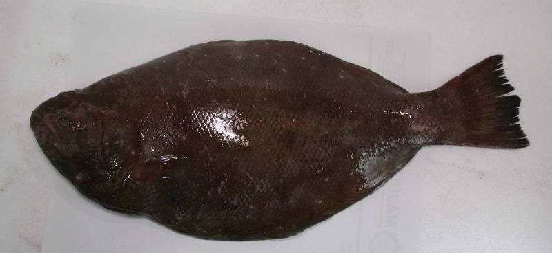 Halibut