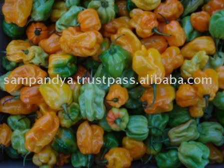 Scotch bonnet - yellow