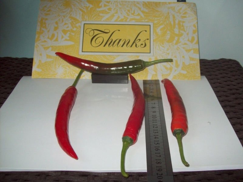 Red chilli
