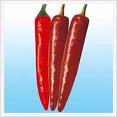  Fresh /dried Yellow chilli, red chilli,  green  chilli, small mix very hot  chili 