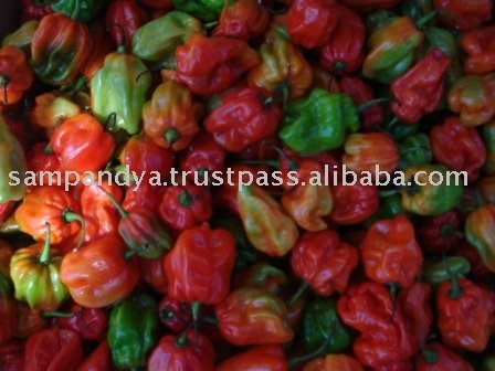 Scotch  bonnet 