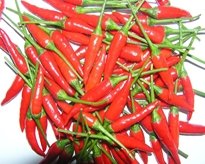 High Quality Red Chilli