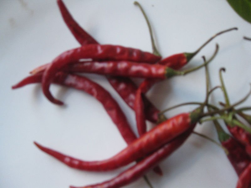  Arbol  Chile Con Cabo  capsicum