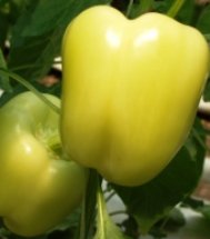 Pepper pox shape
