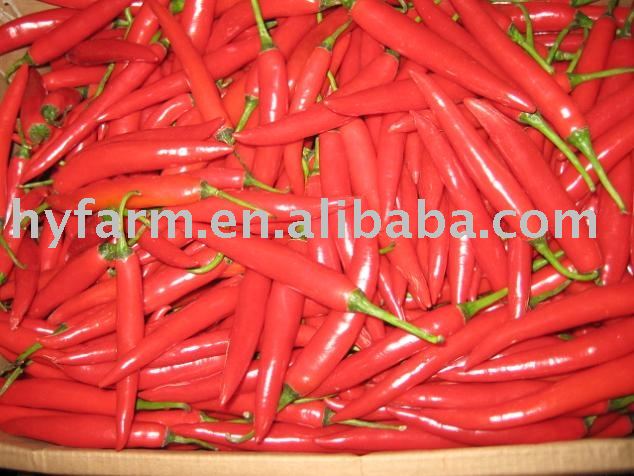 fresh red capsicum