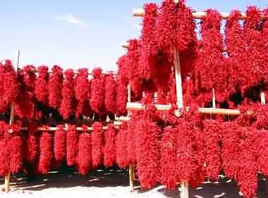 chinese--Chilli