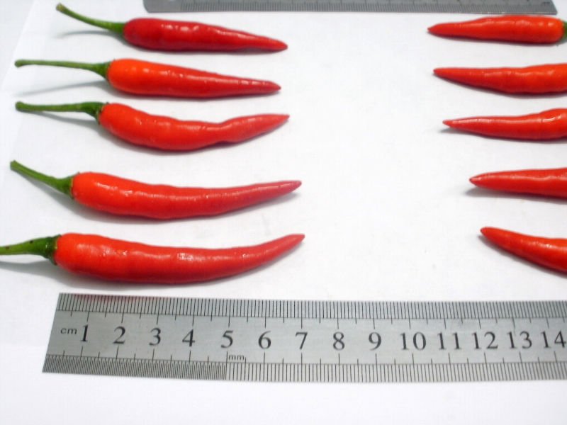 Chilli