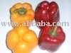 sweet color pepper
