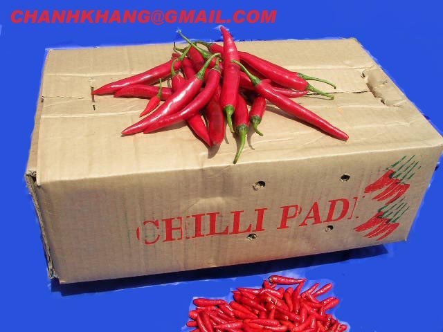  Vietnam  Fresh Chili