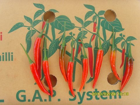 Chili ( Super   Hot )