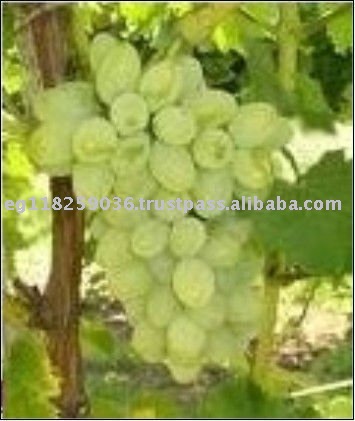 AFF006 Fresh Grapes Price