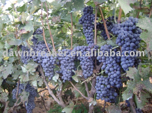 Fresh grape (grape /sweet grape )