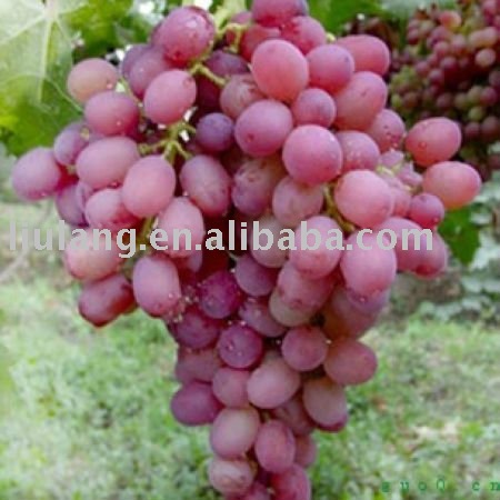 Chinese Fresh Global Grape Red