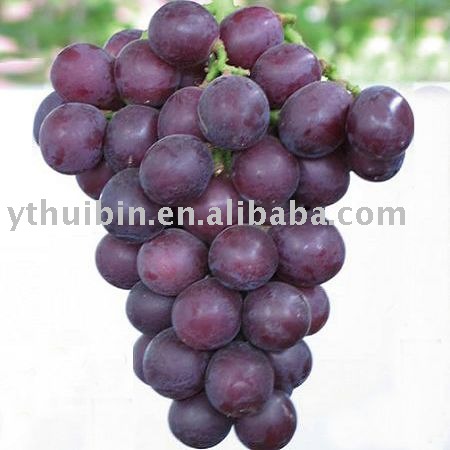 Fresh Grape