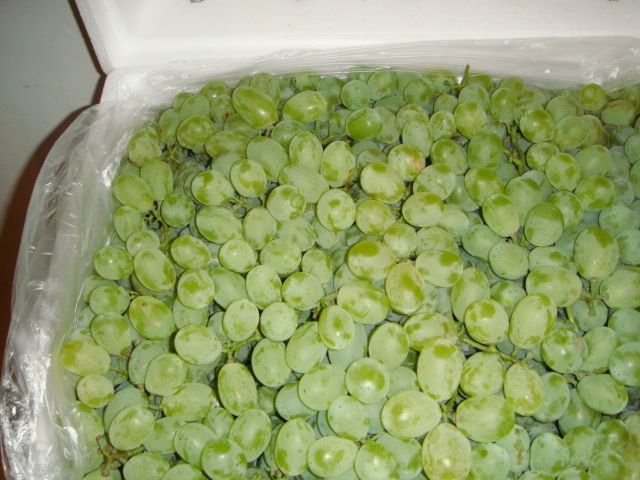 2011 new crop green grape