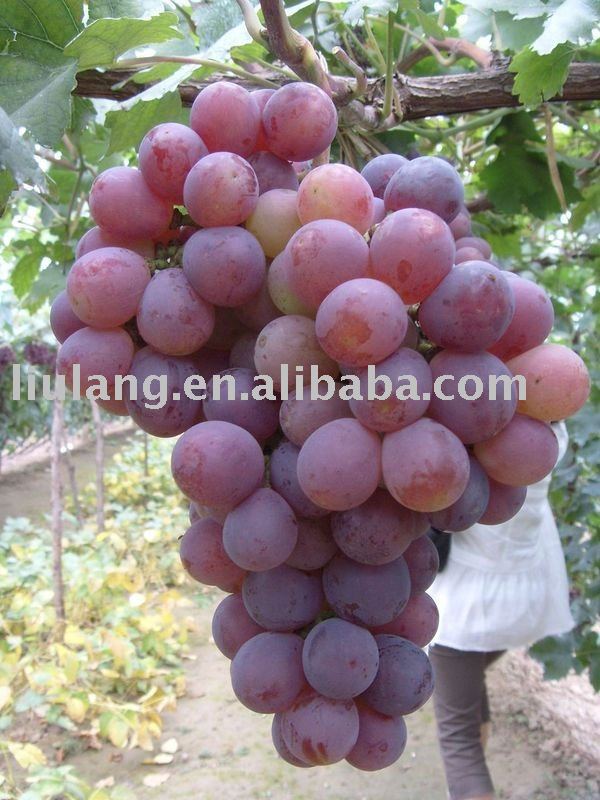 Fresh global red grape