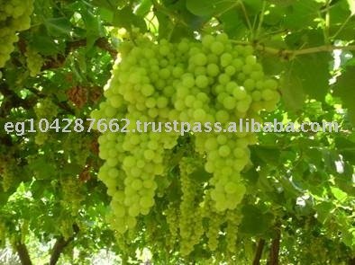 fresh grapes