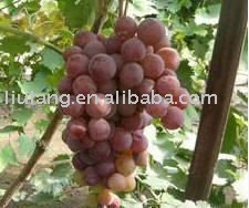 chinese cheapest fresh sweet red global grape