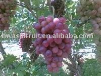 Red globule grapes
