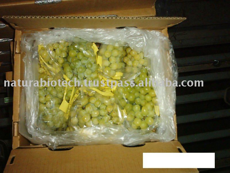 THOMPSON SEEDLESS